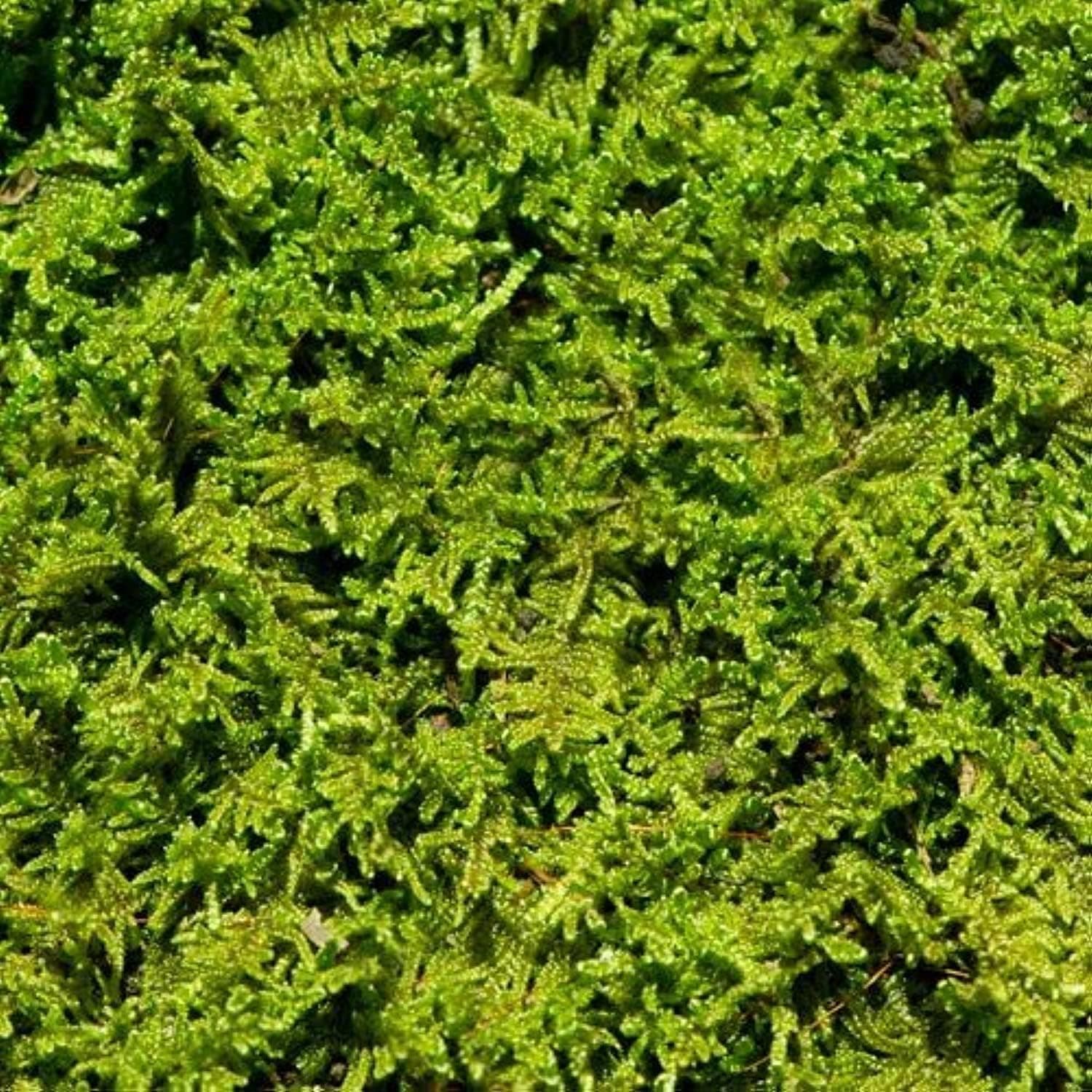 Living Moss - Fresh Sheet Moss Perfect for Terrariums and Bonsai by DBDPet