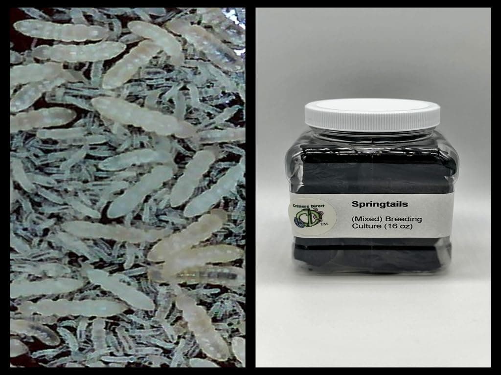 Critters Direct Live Springtails, 16 oz Breeding Culture, for Amphibian/Reptile/Invertebrate Bioactive Habitats