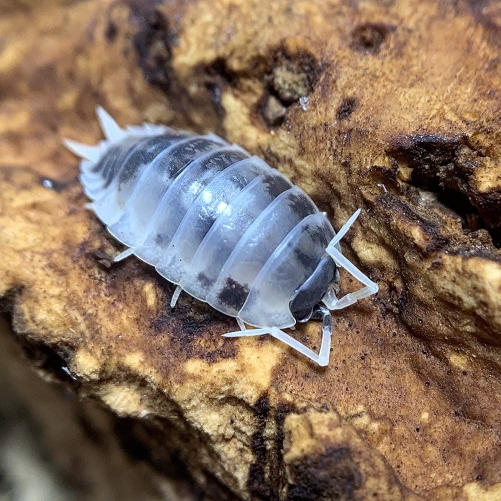 Dairy Cow Isopods Live Porcellio laevis Cleanup Crew for Terrariums