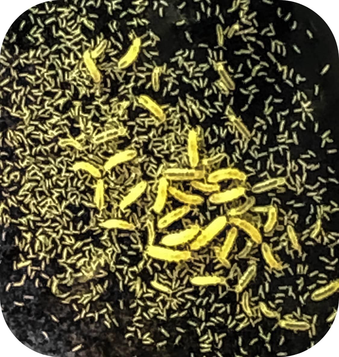 Isopod Specialist Live Established Tropical Springtail Culture, 8oz Culture