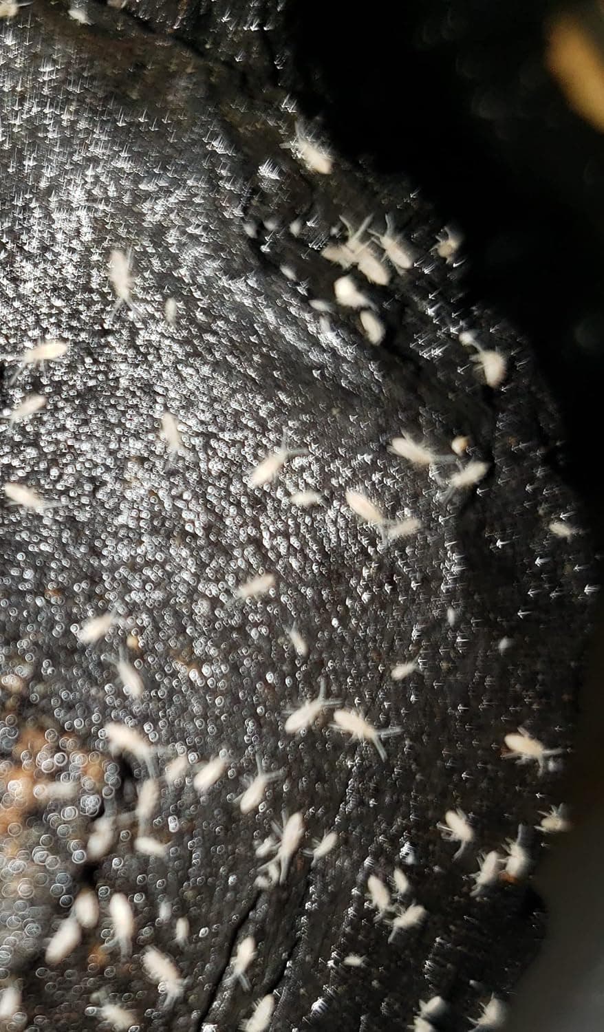 Live Tropical Springtails with 16 oz Washed Charcoal, Starter Kit for Breeding, Bioactive Clean Up Crew for Terrariums