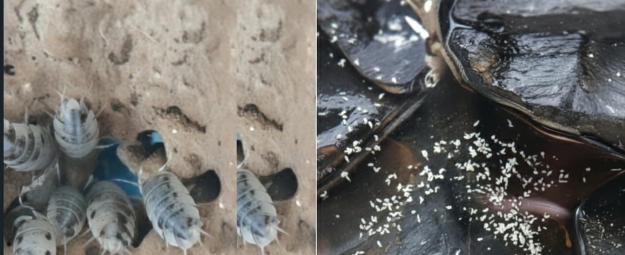 Live Combo Pack 15 Dairy Cow Isopods and Springtail Culture Cleanup Crew