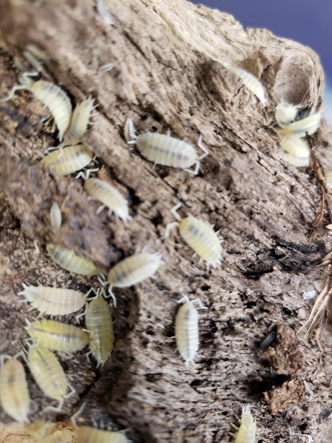 Live Isopod Combo 20 White Out Isopods and Springtail Culture for Terrariums and Vivariums