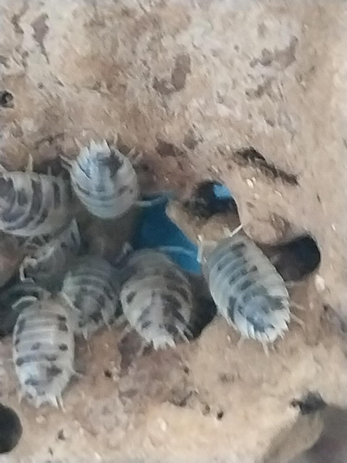 Live 5 Plus Dairy Cow Isopods and Springtail Culture Clean Up Crew for Bioactive Enclosures