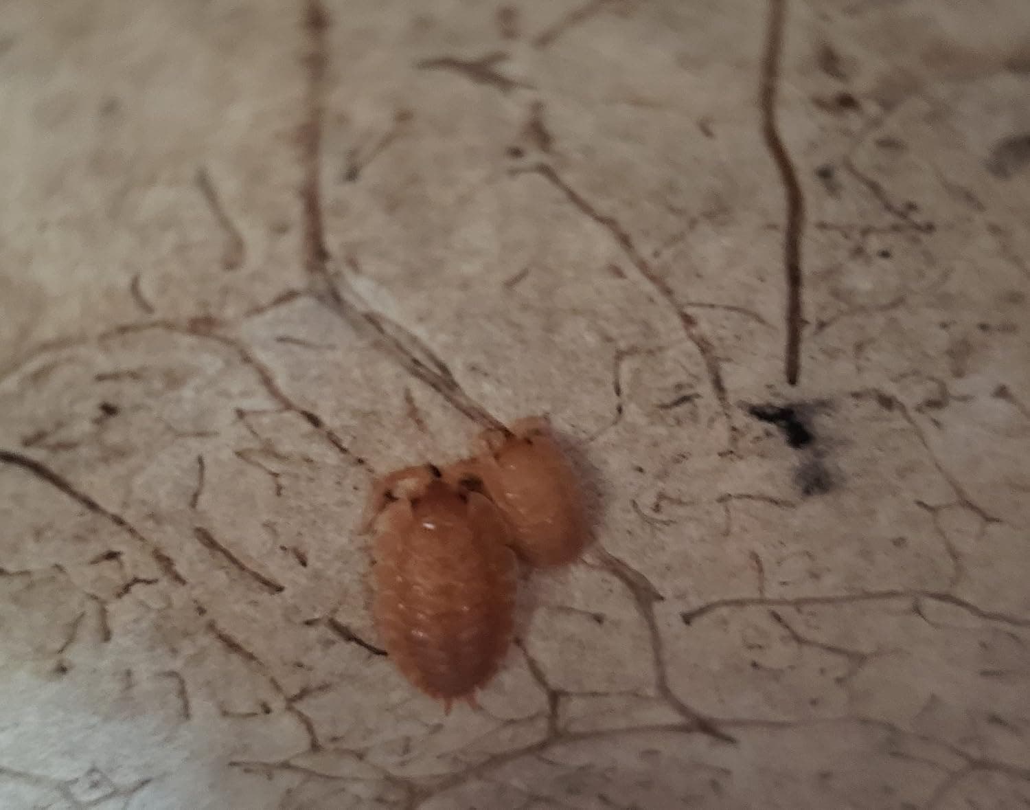Bugs and More Store 20 Live Powder Orange Isopods and a Springtail Culture Cleanup Crew