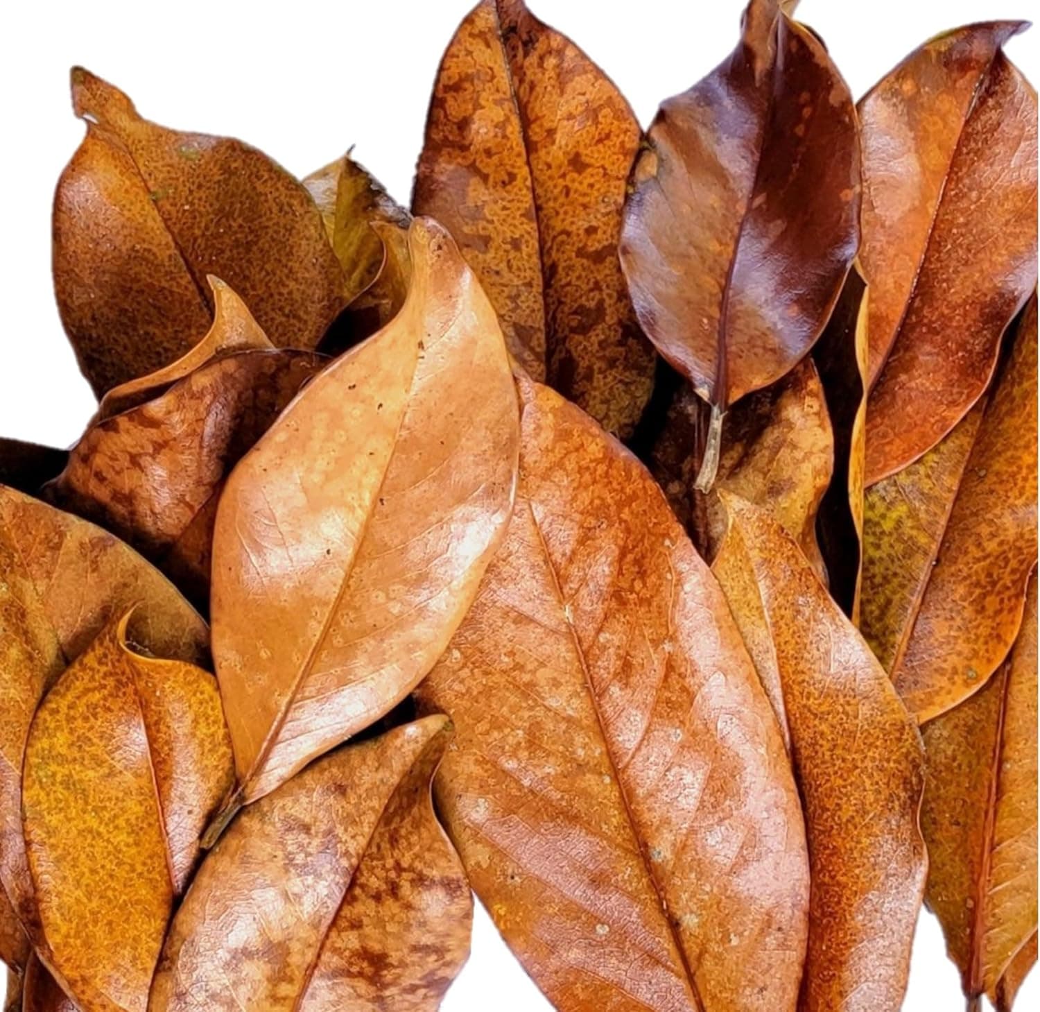 Carolina Milling Company Magnolia Leaf Litter, 55-60 Small Whole Natural Leaves for Bioactive Enclosures