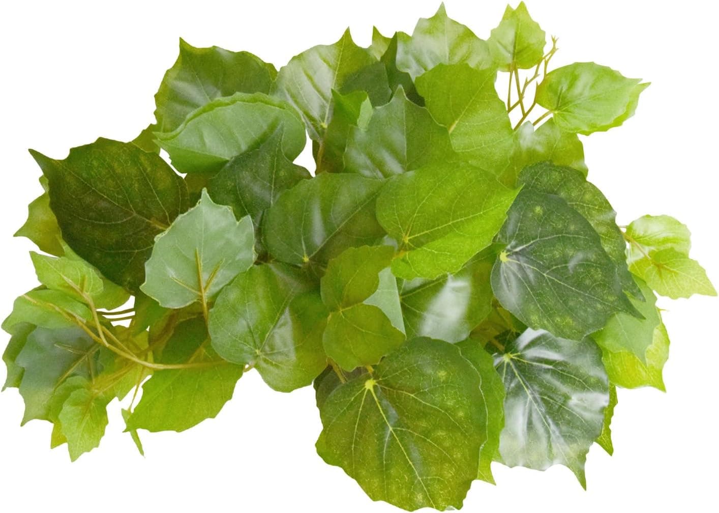 Best Live Plants for Terrariums
