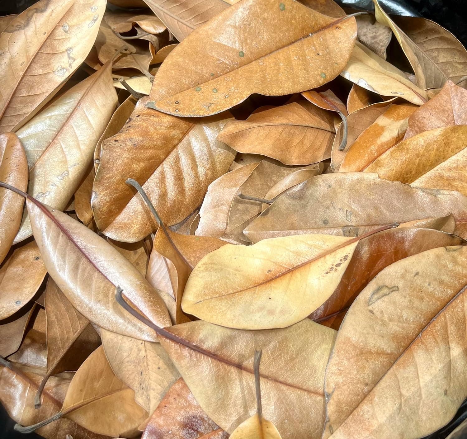 1 Gallon of Magnolia Leaves Organic Leaf Litter Dried and Heat Treated for Reptile Terrariums