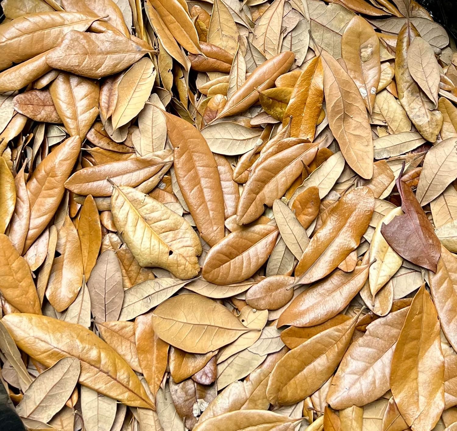1 Gallon of Live Oak Leaves Organic Leaf Litter Dried and Heat Treated for Bioactive Vivariums