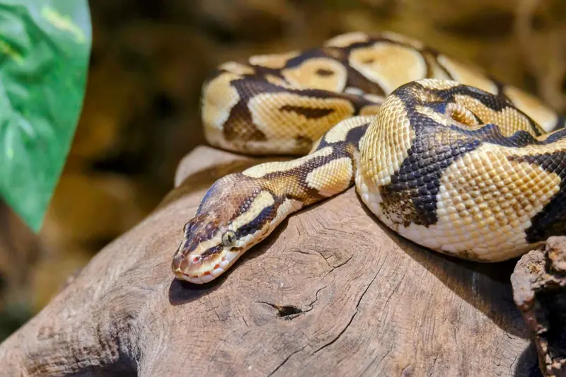 A vibrant ball python resting on a tree trunk, showcasing intricate patterns and textures