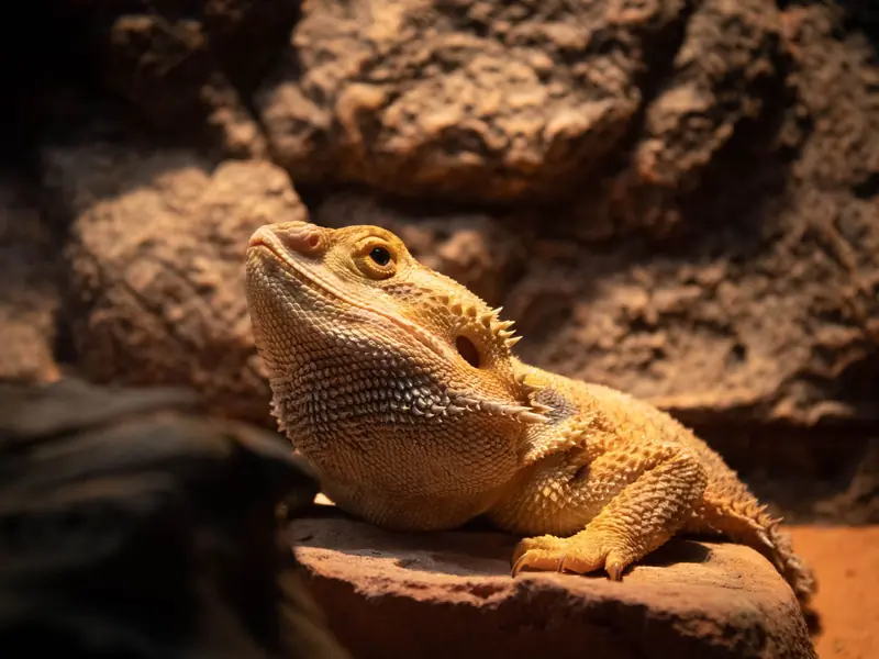 A detailed shot of a bearded dragon lizard basking on a rock. Ideal for wildlife enthusiasts