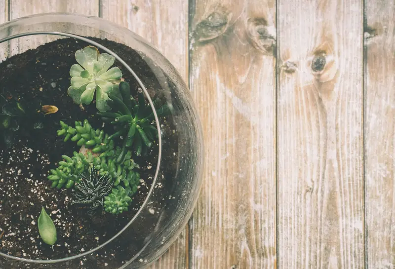 Aerial view of a succulent terrarium in a glass bowl on a rustic wooden table surface