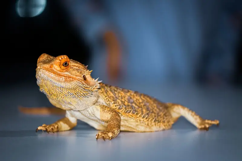 Detailed close-up of a bearded dragon lizard with vibrant colors