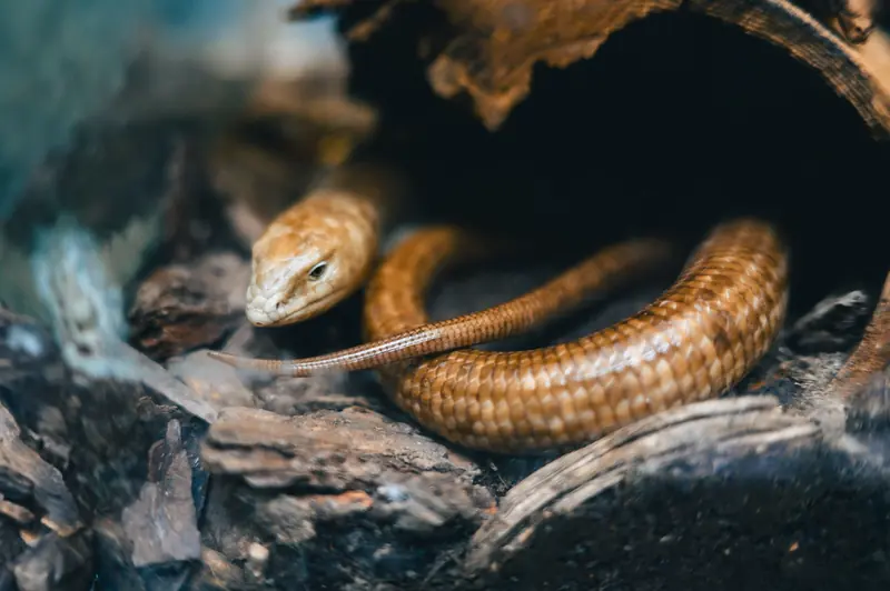 Close-up of a Pallas glass lizard in its enclosure, showcasing detailed scales