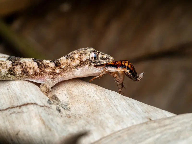 Detailed macro shot of a gecko feeding on an insect, showcasing wildlife predation in Nigeria