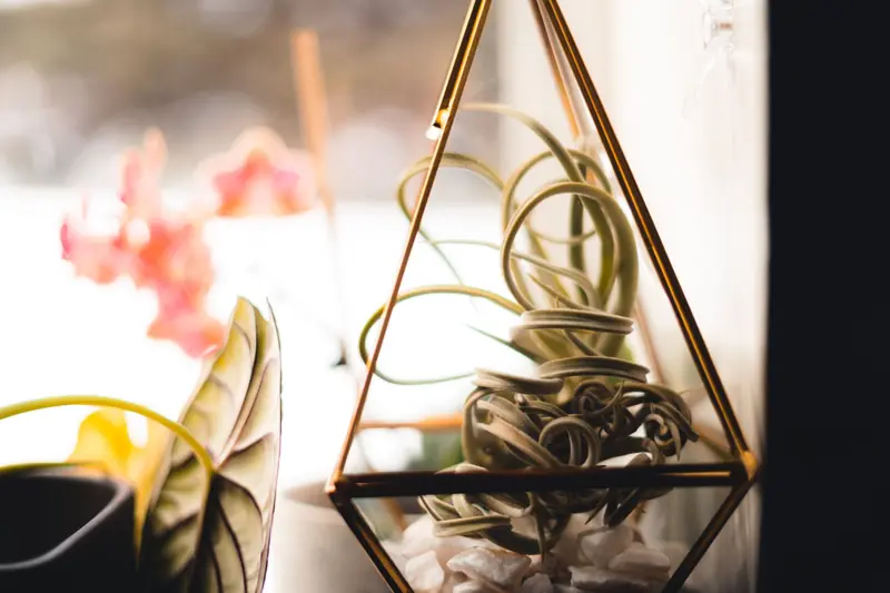 Stylish glass terrarium with air plants and decorative stones, perfect for modern indoor decor