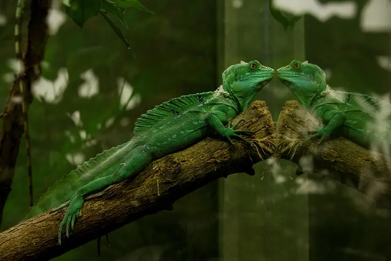 A green iguana lies on a branch with its reflection visible in the glass of its enclosure