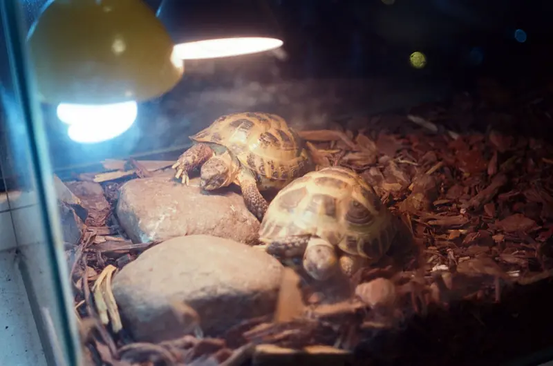 Two Russian tortoises bask under a heat lamp inside a terrarium filled with rocks and wood chips