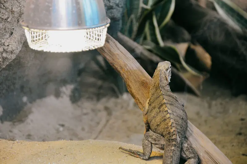 Iguana sitting under a light, surrounded by sand and branches in a terrarium