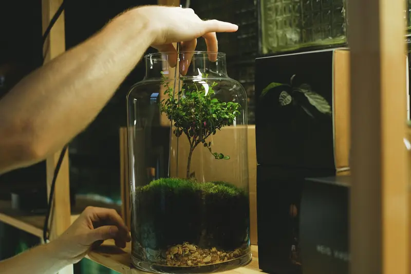 Hands assemble a lush terrarium jar with moss and a small tree indoors