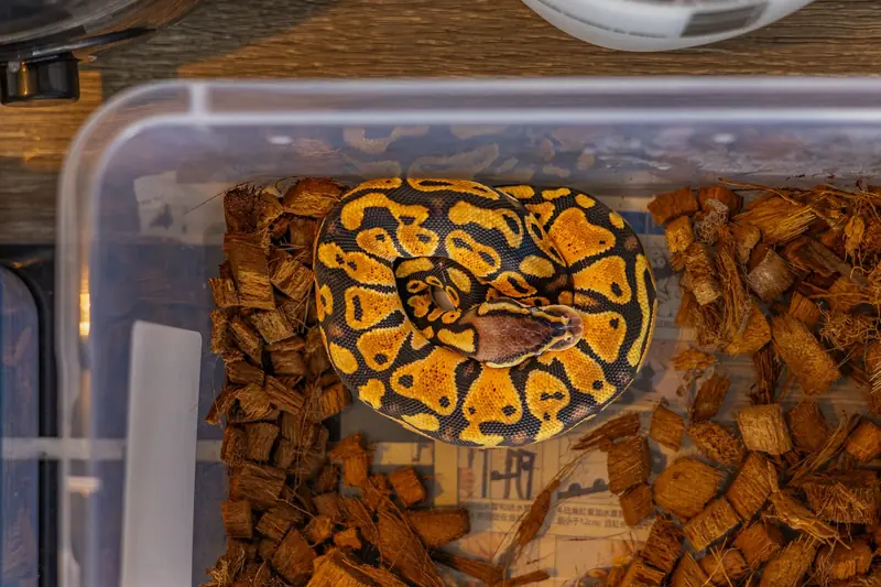 A vibrant ball python coiled up inside a container with wood chips