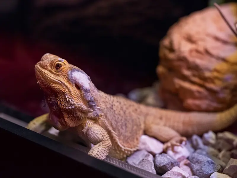 Close-up of a bearded dragon shedding skin in a glass terrarium