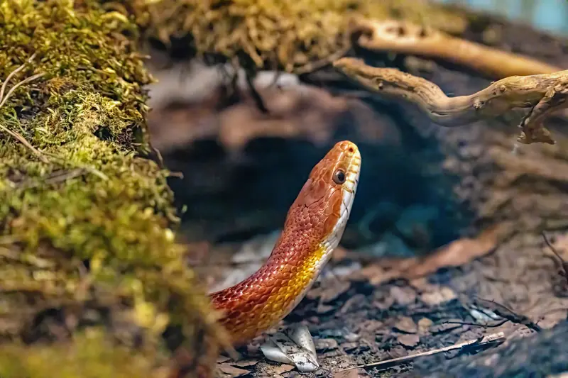Vibrant corn snake exploring a terrarium environment, showcasing natural habitat behavior