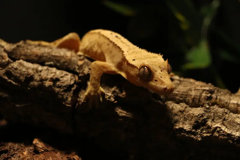 Detailed shot of a crested gecko resting on a log, captured in low light