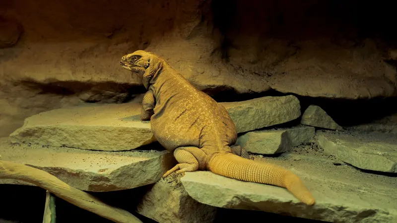 A desert lizard basking on sandstone rock in a warm indoor enclosure