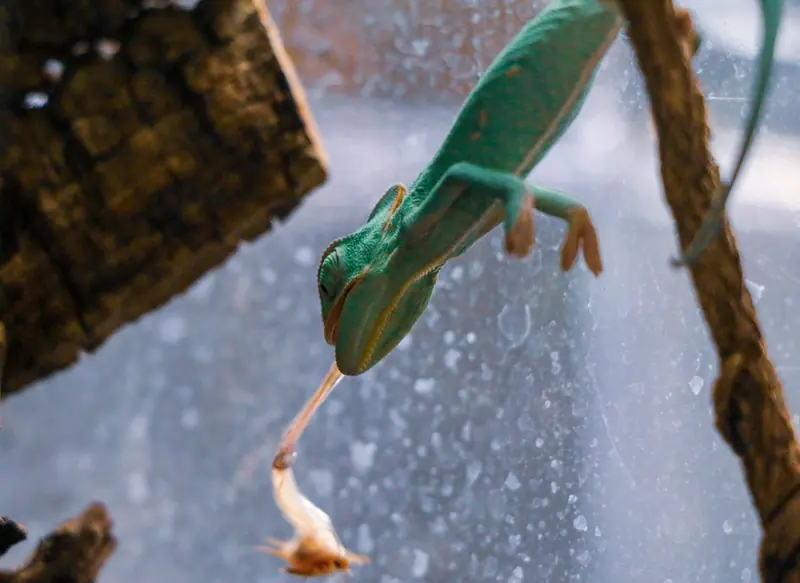 A vibrant green gecko on a glass surface trying to catch its prey, showcasing nature's raw beauty