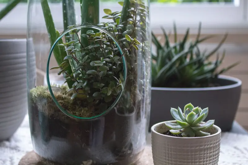 Captivating close-up of indoor succulents and plants in decorative pots and glass terrarium