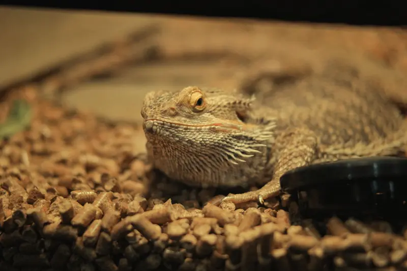 Captivating close-up of a bearded dragon resting on a substrate in an indoor terrarium