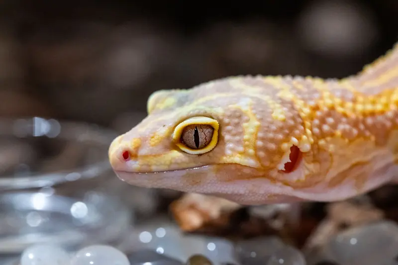 Detailed macro shot of a Leopard Gecko with yellow patterns in a terrarium setting