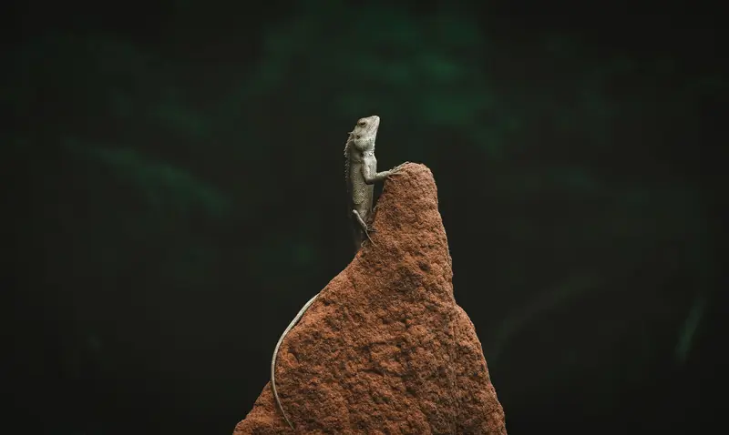 A lizard sits on a red rock against a dark green forest background, conveying wildlife simplicity