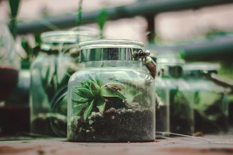 Close-up of succulent plants in terrarium jars, showcasing growth and greenery